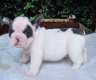 Französische Bulldoggen welpe